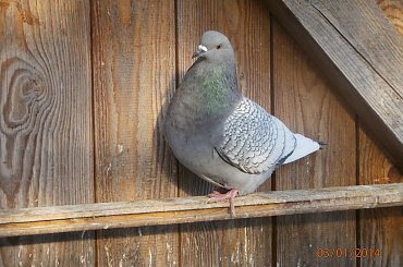 Rysie Polskie #gołębie #rysie #zwierzęta