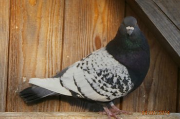 Rysie Polskie #gołębie #rysie #zwierzęta