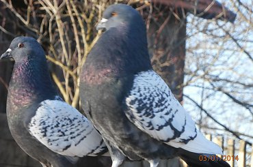 Rysie Polskie #gołębie #rysie #zwierzęta