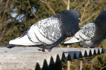 Rysie Polskie #gołębie #rysie #zwierzęta