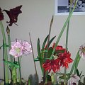 Hippeastrum