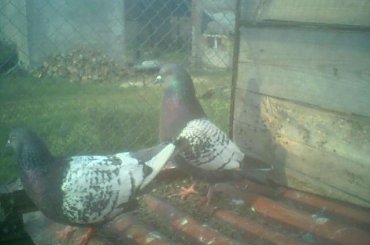 Para #gołębie #rysie #zwierzęta