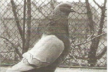 Głoz #gołębie #rysie #zwierzęta