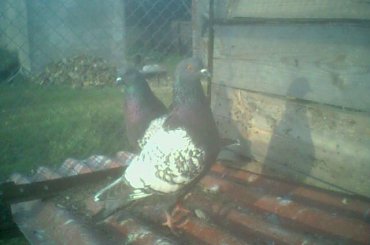 #zwierzęta #gołębue #rysie