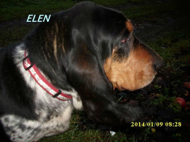 elen