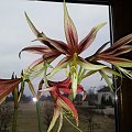 hippeastrum