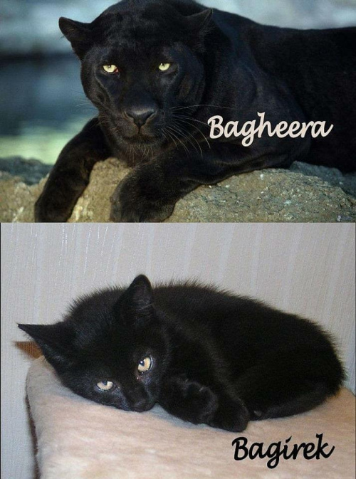 Mowgli miał Bagheerę, ja mam Bagirka... :))) #Kot