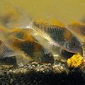 kiryski #CorydorasVenezuelanus