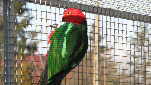 papugi