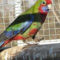 papugi