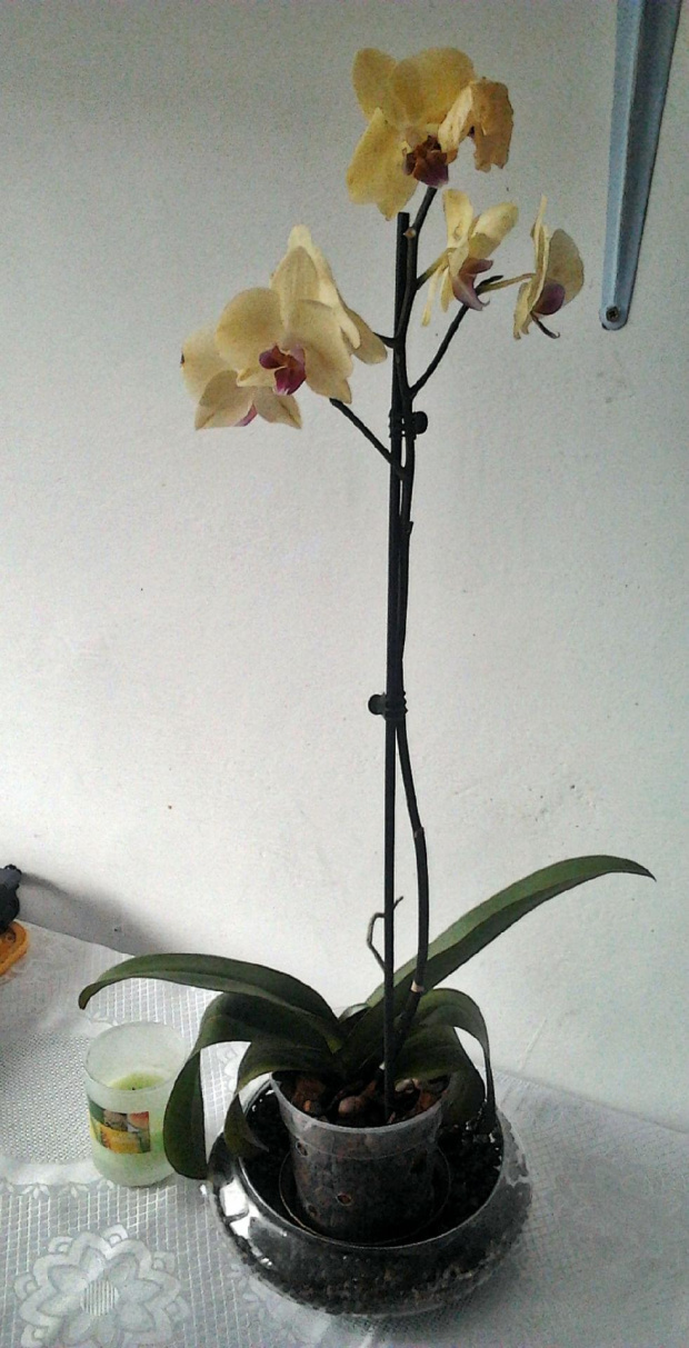 Moje storczyki #storczyki #phalaenopsis #dendrobium #aphrodite #afrodyta