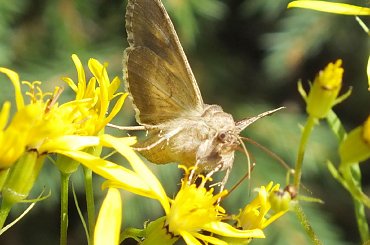Ćma,niesamowicie ruchliwa i trudna do "złapania".... #CytrynekListkowiec #CzerwończykŻaczek #CzyżZwyczajny #górówka #GóryIzerskie #Izera #Izerka #KarlątekKreseczka #kolej #most #motyle #NiedźwiedziówkaGosposia #RusałkaOsetnik