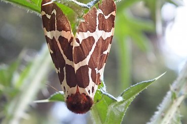 Niedźwiedziówka gosposia,przyłapana podczas snu :) #CytrynekListkowiec #CzerwończykŻaczek #CzyżZwyczajny #górówka #GóryIzerskie #Izera #Izerka #KarlątekKreseczka #kolej #most #motyle #NiedźwiedziówkaGosposia #PerłowiecKrólewicz