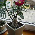 adenium Emma