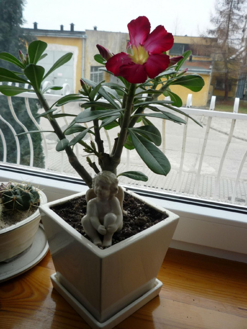 adenium Emma