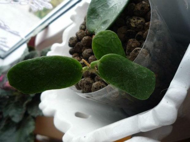 hoya rotundiflora vel. square