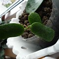 hoya rotundiflora vel. square