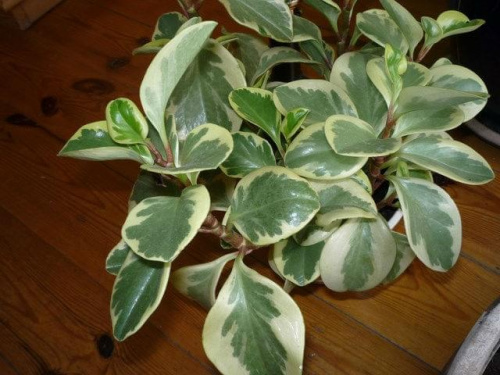 peperomia