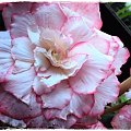 Begonia