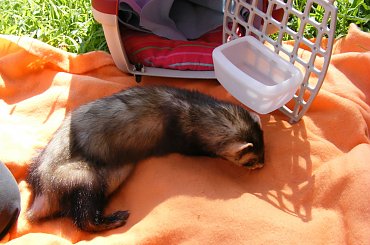 Pimpuś 8-15 VIII 2013 #FAA #fretka #SPF