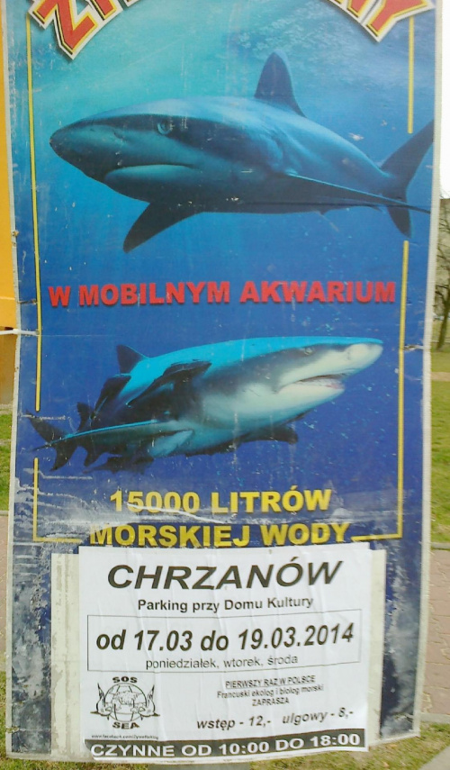 Prezentacja żywych rekinów w Chrzanowie 2014 03 17-19 #Chrzanów #Kraków #małpolskie