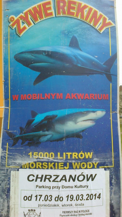 Prezentacja żywych rekinów w Chrzanowie 2014 03 17-19 #Chrzanów #Kraków #małpolskie