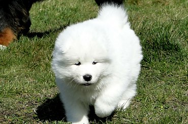Litter A Sesto Sesno #samoyed