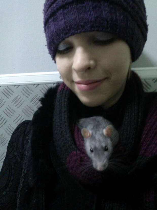 #szczury #zwierzęta