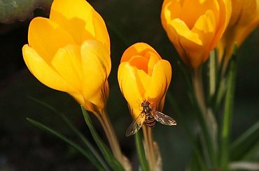 #krokus #krokusy #kwiaty #wiosna