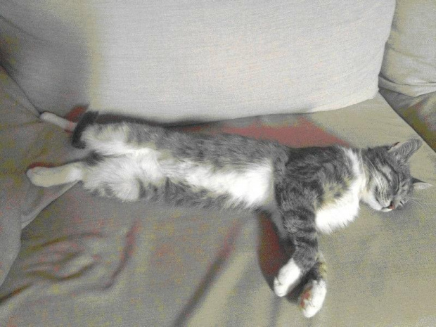 Zaginął szarak #ZaginąłKotSzarak