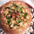 Mammillaria carm