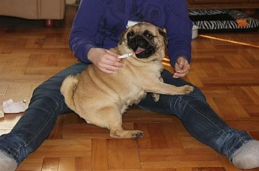 #adopcja #adopcji #buldożki #buldożków #mops #stowarzyszenie