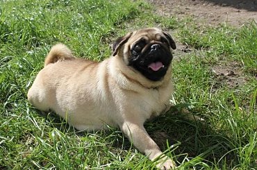 #adopcja #adopcji #buldożki #buldożków #mops #stowarzyszenie