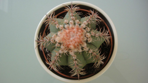 Melocactus matanzanus #Kaktus