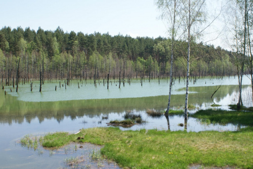 jeziorko zapadliskowe widziane z kolejki #geologia #jezioro #Łęknica #ŁukMużakowa