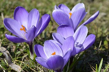 #Kwiaty #makro #wiosna