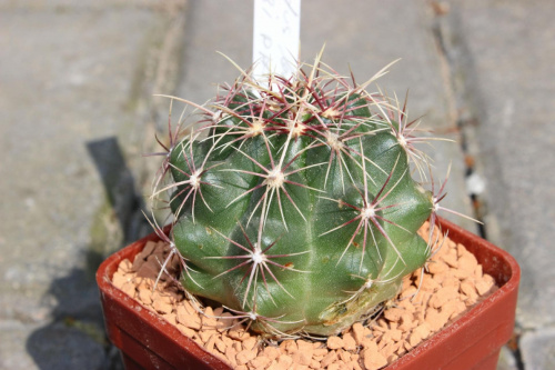 Thelocactus bicolor, Wagneri Paila
