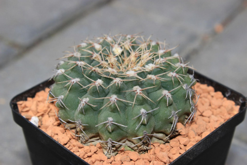 Gymnocalycium stellatum BE 95-48/184