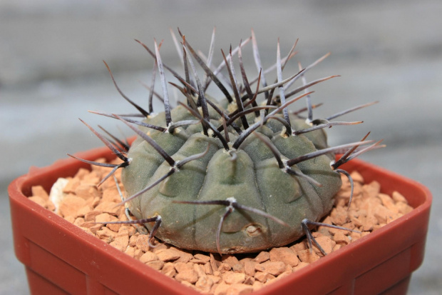 Gymnocalycium riojense v. paucispinum