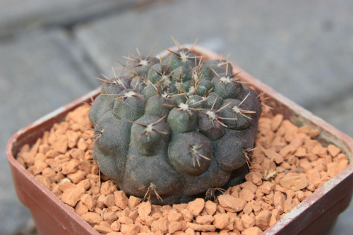 Gymnocalycium stellatum STO 99