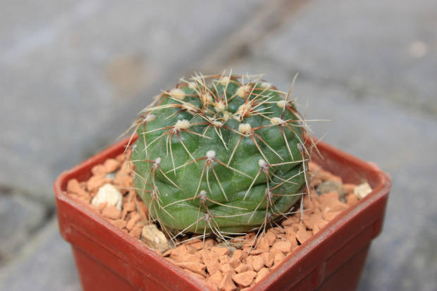 Gymnocalycium stellatum JO 878/1