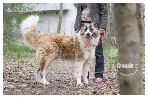 Deniro pies do adopcji ze Schroniska w Koninie #DeniroDoAdopcji