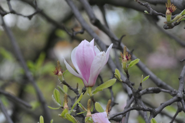 magnolia