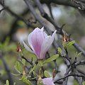 magnolia