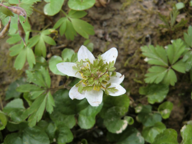 Anemone nemorosa 'Green Fingers'