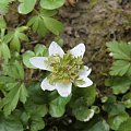 Anemone nemorosa 'Green Fingers'