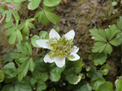 Anemone nemorosa 'Green Fingers'