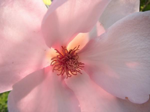 kwiat magnolii ...