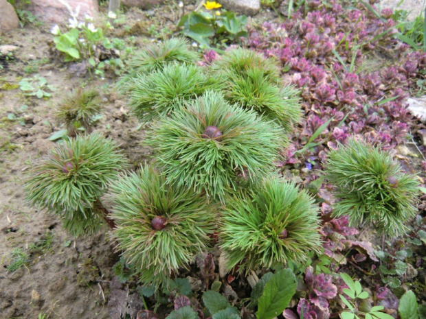 Paeonia tenuifolia 'Plena