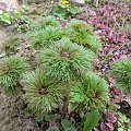 Paeonia tenuifolia 'Plena